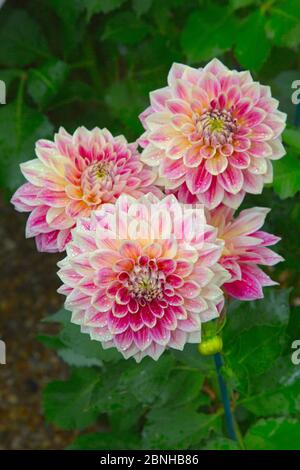 Dahlia 'Karma Sangria' kultivierte Pflanze wächst in Garten Grenze. Stockfoto