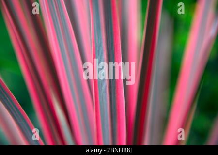 Kohlpalme (Cordyline australis) 'Pink Passion' Nahaufnahme der Blätter, Kulturpflanze, Großbritannien. August. Stockfoto