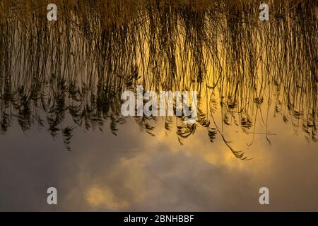 Reed reflected in Water, How Hill, Norfolk, England, Großbritannien, Februar. Stockfoto