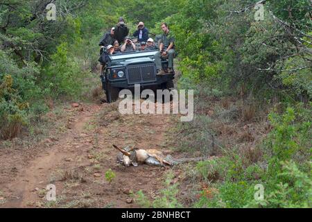 Afrikanische Felsenpython (Python sebae sebae), die ein Nyala (Tragelaphus angasii) Kalb einengt, mit Touristen auf Safari im Hintergrund, Natal, Südafrika Stockfoto