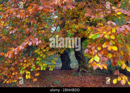 Buche (Fagus sylvatica) im Herbst, Felbrigg Great Wood, Norfolk, Großbritannien, November Stockfoto