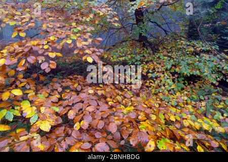 Buche (Fagus sylvatica) im Herbst, mit Blattstreu, Felbrigg Great Wood, Norfolk, UK, November Stockfoto