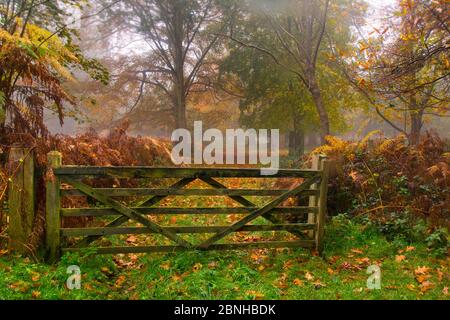 Buche (Fagus sylvatica) im Herbst, mit Tor, Felbrigg Great Wood, Norfolk, UK, November Stockfoto