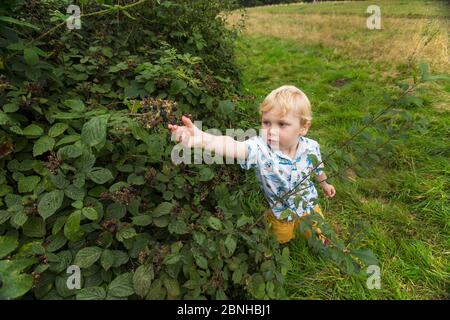 Junger Junge, der Brombeeren pflückt (Rubus fruticosus) Hampstead Heath, London, England, Großbritannien, August. Stockfoto