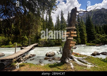 Alter Baum mit Zeigern und Brücke über den Fluss im Bergtal mit hohen Tannen im Karakol Nationalpark in der Nähe von Issyk Kul, Kirgisistan Stockfoto