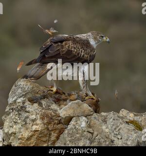 Bonellis Adler (Aquila fasciata), der sich auf Rotbeins Rebhuhn ernährt, Katalonien, Spanien, Februar. Stockfoto