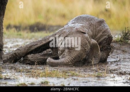 African Elephant (Loxodonta africana) Kalb im Schlamm wölben im Regen. Maasai Mara, Kenia, Afrika. September. Stockfoto