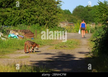 Red Fox (Vulpes vulpes), der Person auf der Piste folgt, Cardiff, Wales. Juni. Stockfoto