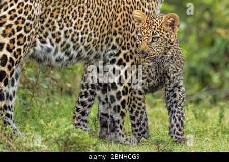 African Leopard (Panthera pardus) Mutter und Junges. Die Masai Mara, Afrika. September. Stockfoto