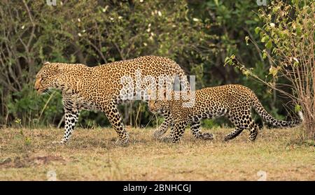 African Leopard (Panthera pardus) Mutter und Junges. Die Masai Mara, Afrika. September. Stockfoto