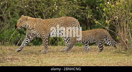 African Leopard (Panthera pardus) Mutter und Junges. Die Masai Mara, Afrika. September. Stockfoto