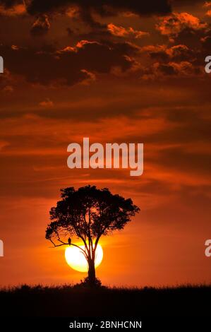 Martial Eagle (Polemaetus bellicosus) in einem entfernten Baum bei Sonnenuntergang. Masai Mara, Kenia, Afrika. Januar. Stockfoto