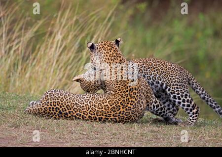 African Leopard (Panthera pardus) Mutter und Junges. Die Masai Mara, Afrika. September. Stockfoto