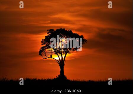 Martial Eagle (Polemaetus bellicosus) in einem entfernten Baum bei Sonnenuntergang. Masai Mara, Kenia, Afrika. Januar. Stockfoto