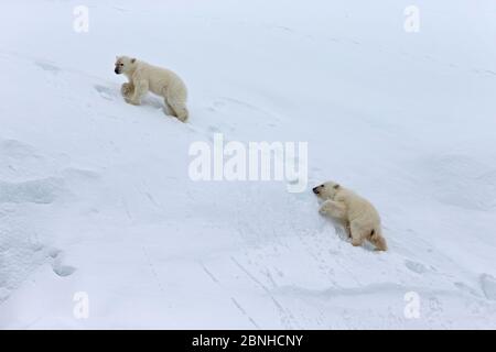 Eisbär (Ursus maritimus) Jungen kämpfen, um Mutter bergauf zu folgen. Svalbard, Norwegen. Juli. Stockfoto