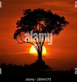 Martial Eagle (Polemaetus bellicosus) im Baum bei Sonnenuntergang. Masai Mara, Kenia, Afrika. Dezember. Stockfoto