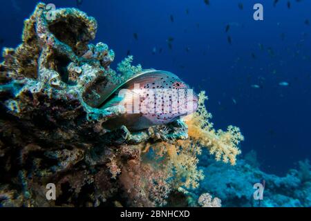 Sommersprossen-Falkenfisch (Paracirrhites forsteri) auf einem Korallenriff, nördliches Rotes Meer. Stockfoto