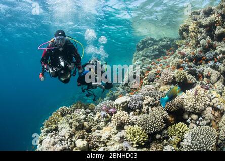 Unterwasserfotograf Taucher schwimmen über Lysesteel Anthias (Pseudanthias squamipinnis) und Rusty Papageienfisch (Scarus ferrugineus) auf Jackson Reef, n Stockfoto