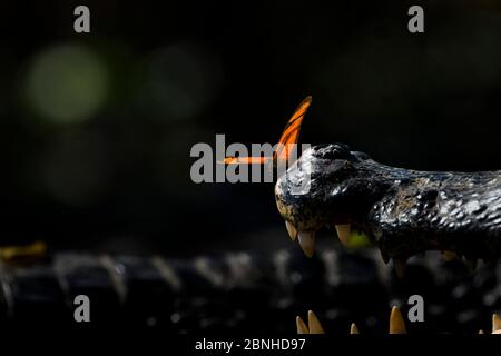 Julia heleconia (Dryas Iulia) Schmetterling am Kopf der Yacare Kaimane (Caiman yacare). Schmetterlinge oft landen auf der Kaiman Kopf das Salz zu trinken aus der e Stockfoto