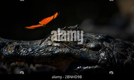Julia heleconia (Dryas iulia) Schmetterling Landung auf dem Kopf von Yacare caiman (Caiman yacare). Schmetterlinge landen oft auf dem Kopf des Kaiman, um das Salz fr zu trinken Stockfoto
