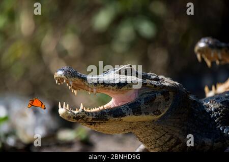 Julia heleconia (Dryas iulia) Schmetterling fliegen nach Yacare caiman (Caiman yacare) mit offenem Mund während Thermoregulierung. Schmetterlinge landen oft auf cai Stockfoto