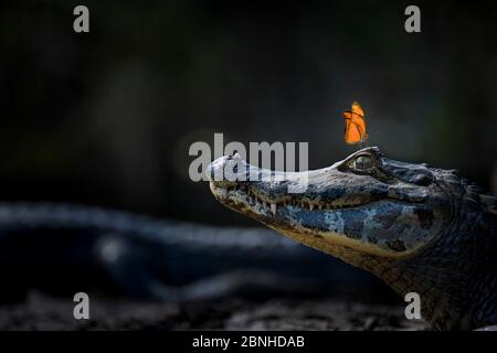 Julia heleconia (Dryas Iulia) Schmetterling am Kopf der Yacare Kaimane (Caiman yacare). Schmetterlinge oft landen auf der Kaiman Kopf das Salz zu trinken aus der e Stockfoto