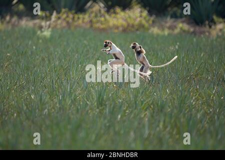 Verreaux's sifaka (Propithecus verreauxi) springt über Sisalfeld, Berenty Private Reserve, Madagaskar. Stockfoto