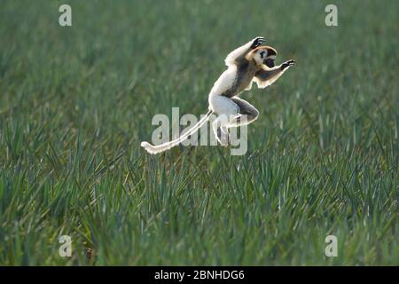 Verreaux's sifaka (Propithecus verreauxi) springt über Sisalfeld, Berenty Private Reserve, Madagaskar. Stockfoto