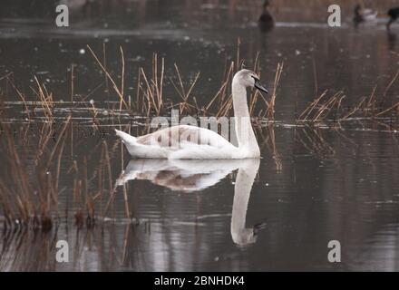 Jugendlicher stummer Schwan auf See Stockfoto