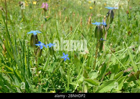 Baldle genzian (Gentiana utriculosa) blüht in alpinen Grasland, Zelengora Gebirge, Sutjeska Nationalpark, Bosnien und Herzegowina, Juli. Stockfoto