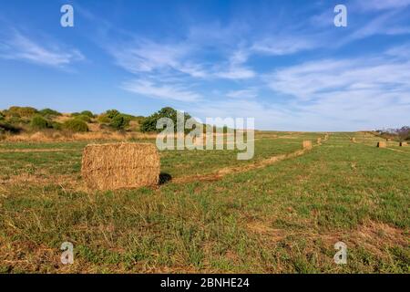 Stroh gesammelt in Ballen auf einem Feld nach der Ernte vor einem blauen Himmel mit Wolken. Querformat Stockfoto