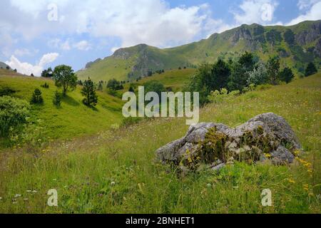 Alpine Wiesen mit einer Fülle von wilden Blumen in Sutjeska Nationalpark mit dem Zelengora mountain range, Hintergrund, Bosnien und Herzegowina, Juli. Stockfoto