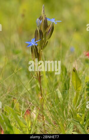 Baldle genzian (Gentiana utriculosa) blüht in alpinen Grasland, Zelengora Gebirge, Sutjeska Nationalpark, Bosnien und Herzegowina, Juli. Stockfoto