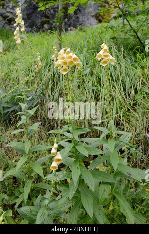 Große blühende / große gelbe Fuchshandschuh (Digitalis grandiflora) blüht in Bergwald, Sutjeska Nationalpark, Bosnien und Herzegowina, Juli. Stockfoto