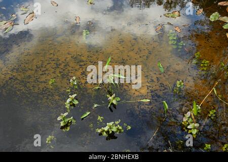 Krötenkaulquappen (Bufo bufo) brüten in Teich, Sussex, Großbritannien Stockfoto