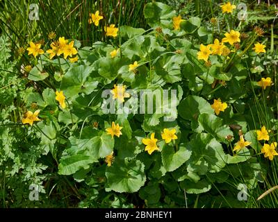 Kingcups oder Marsh Ringelblume (Caltha palustris)Sussex, Großbritannien Stockfoto