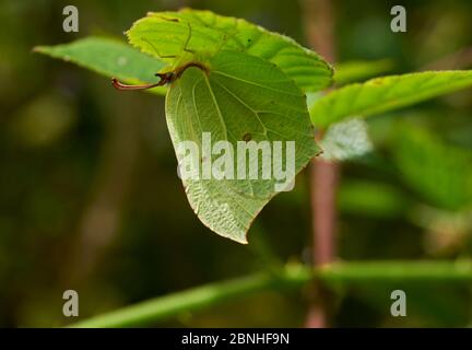 Schwefel-Schmetterling (Gonepteryx rhamni) Weibchen versteckt unter Blatt, Sussex, UK Stockfoto
