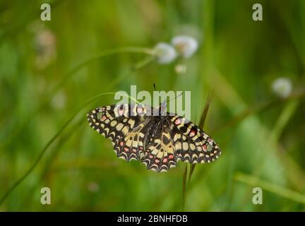 Spanische Festoon Schmetterling (Zerynthia rumina)Extremedura, Spanien Stockfoto