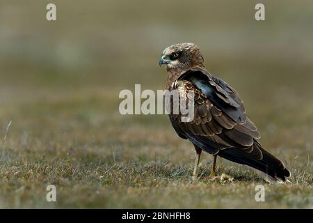 Westliche Sumpfweihe (Circus aeruginosus) auf Gras stehend, Sierra de Gredos, Spanien, Februar Stockfoto