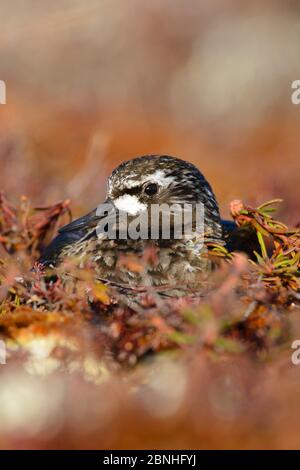 Schwarzer Steinwälzer (Arenaria melanocephala) brütet Eier auf Nest, Yukon Delta National Wildlife Refuge, Alaska, USA Jun Stockfoto