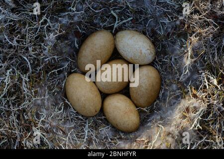 Gans (Anser albifrons) Nest mit Eiern, Yukon Delta National Wildlife Refuge, Alaska, USA Juni. Stockfoto