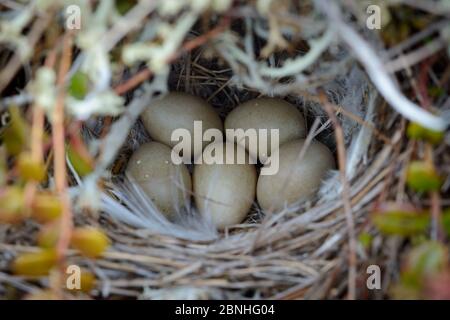 Eastern Yellow Waggtail (Motacilla tschutschensis) Nest und Eier, Yukon Delta National Wildlife Refuge, Alaska, USA Juni. Stockfoto