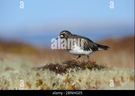 Black Turnstone (Arenaria melanocephala) Yukon Delta National Wildlife Refuge, Alaska, USA Juni. Stockfoto