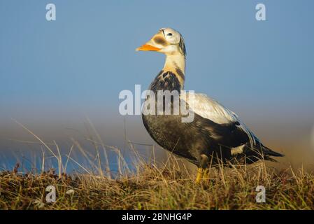 Brilleneider (Somateria fischeri) Männchen, der am Ufer eines Tundra-Teiches, Yukon Delta National Wildlife Refuge, Alaska, USA, Juni, wachsam steht. Stockfoto