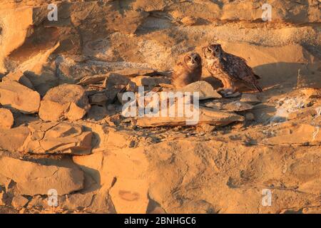 Eule (Bubo virginianus) erwachsenes Männchen mit einem Jungtier gerade aus dem Nest, Sublette County, Wyoming, USA Juni Stockfoto