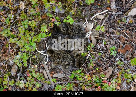 Black Turnstone (Arenaria melanocephala) frisch geschlüpfte Küken im Nest, Yukon Delta National Wildlife Refuge, Alaska, USA Juli Stockfoto