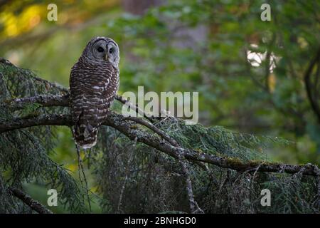 Barred Owl (Strix varia) Erwachsene, die in Tree, King County, Washington, USA ausruhen. Mai Stockfoto