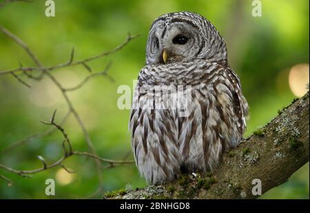 Barred Owl (Strix varia) Erwachsene, die in Tree, King County, Washington, USA ausruhen. Mai Stockfoto