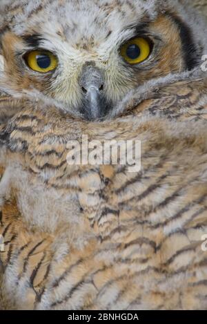 Große Hornkauz (Bubo virginianus) Nahaufnahme Porträt der kürzlich flügged Eule, Sublette County, Wyoming, USA, Mai Stockfoto