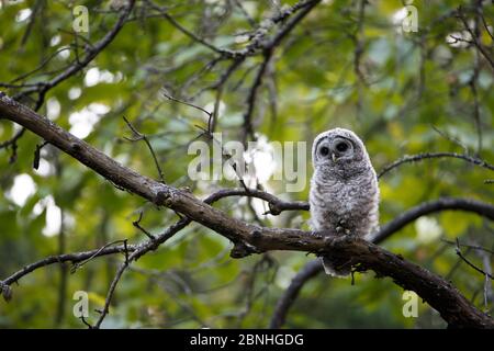 Barred Owl (Strix varia) Jungling ruht in Baum, King County, Washington, USA Mai Stockfoto